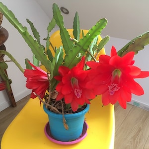 May include: A red blooming cactus plant in a blue pot with a pink saucer. The plant is sitting on a yellow chair.
