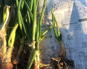 Mehrjährige Rocambole-Zwiebel / 1 Zwiebel