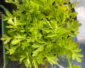 Plant d’Artemisia Annua ( Absinthe Chinoise)