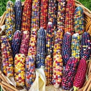 Könnte beinhalten: Ein Korb voller bunter Indianermais. Die Maiskörner zeigen eine Vielzahl von Farben, darunter Gelb, Blau, Rot und Lila. Die Blätter sind cremeweiß. Der Korb besteht aus geflochtenem braunem Material, mit grünem Hintergrund.