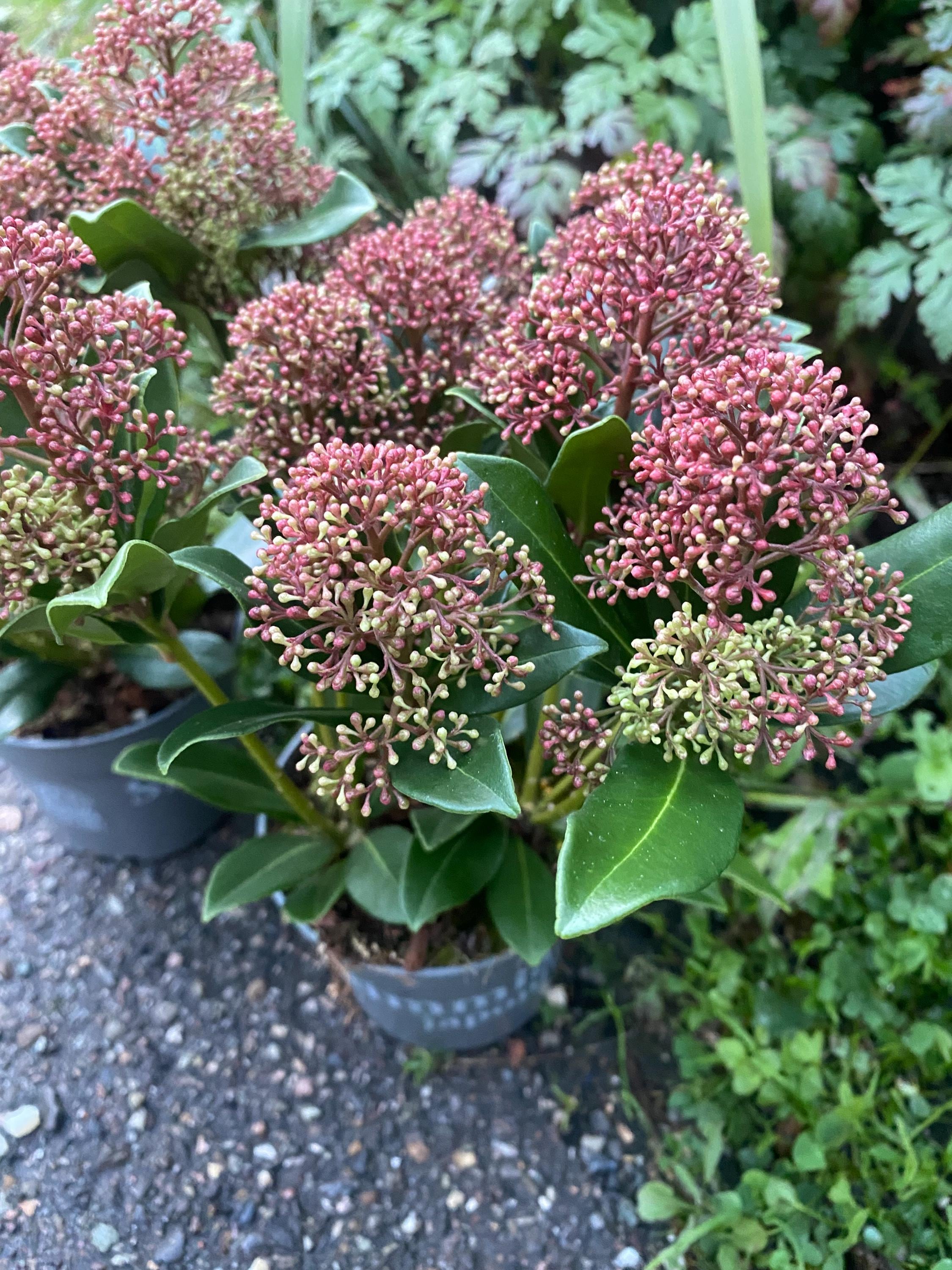Japanese Skimmia (1 Plant) - Etsy