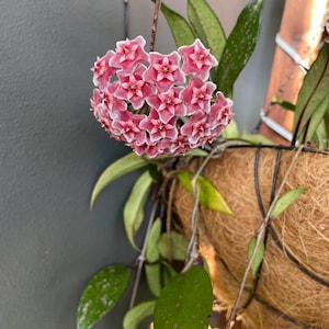 Hoya argentea princess - Etsy 日本