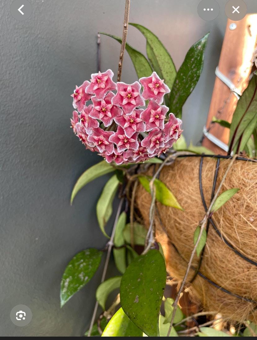 Hoya argentea princess - Etsy 日本