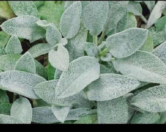 Stachys lanata - Byzantinisches Ziestkraut - Bärenohr (1 Steckling)