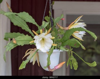 Epiphyllium blanc ( bouture )