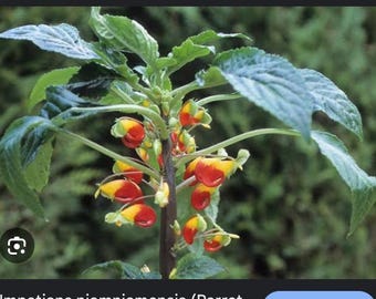 Papageienschnabel-Impatiens (Nuamniadensis) Steckling