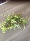 Chlorophytum zebrina cuttings