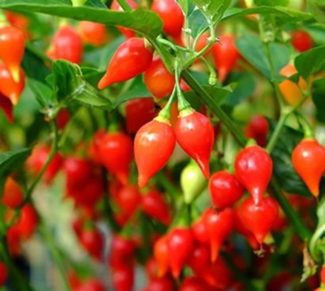 Firedrop-Chili (Capsicum chinense) (1 Stück) - Etsy.de