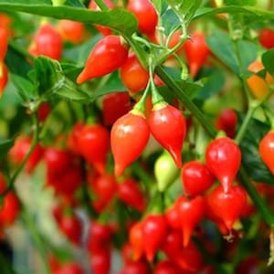Piment goutte de feu capsicum chinense ( 1 bouture )