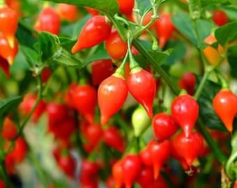 Vuurdruppelpeper capsicum chinense (1 stek)