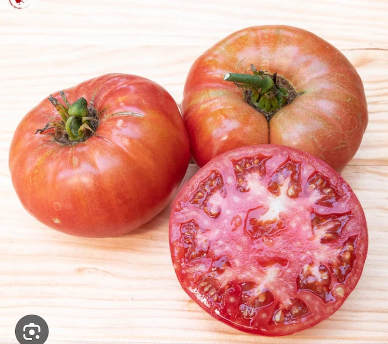 Tomatenpflanze Grégory Althaï 1 Steckling Bild 1