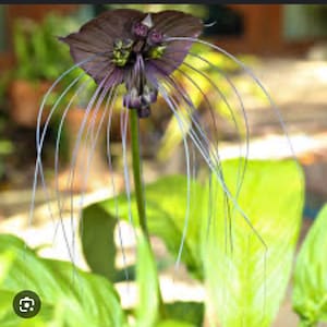 Puede incluir: Una flor negra con largos y delgados zarcillos blancos. La flor tiene una apariencia única, casi extraterrestre.