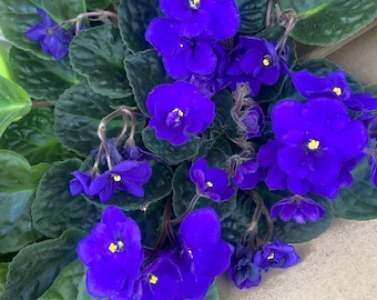 Saintpaulia bleue majorelle (esqueje de hoja, sin raíz)