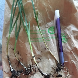 Meerjarige eeuwigdurende prei (1 bulbil)