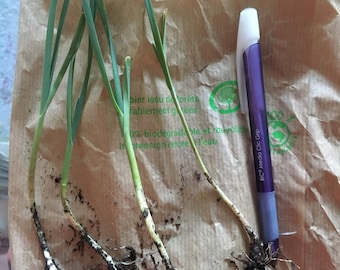 Perennial leek (1 bulbil)