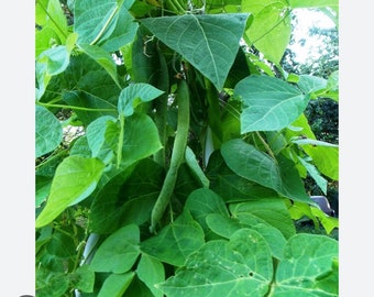 graines Haricot orteil du prêcheur légume perpétuel