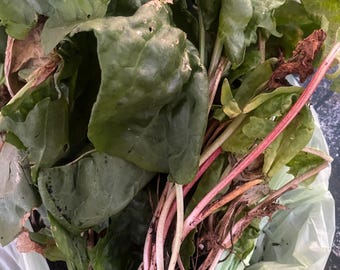 Plantas de espinaca perenne (1 planta)