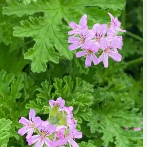 Può includere: Primo piano di una pianta con foglie verdi vibranti e strutturate e grappoli di piccoli fiori viola chiaro. I fiori hanno petali delicati e segni viola scuro al centro, creando un contrasto sorprendente.