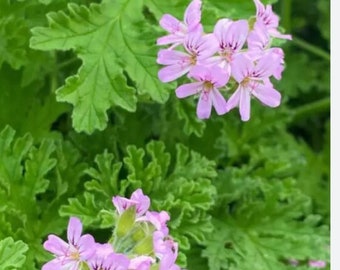 Géranium Rosât Bourbon ( 1 bouture non racinée )