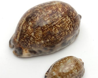 1 paire XS + XL arabica des Philippines + coquille de Madagascar Mer Maritime Plage Arabian Cowrie Snail Natural Shell #0718