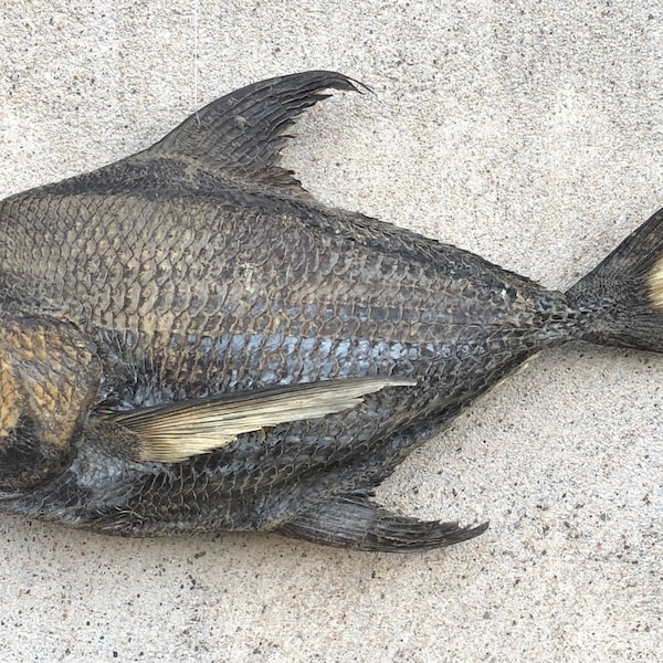 Énorme poisson Pomfret 57 cm = 22 » de la mer des Philippines Taxidermie maritime Poisson Taractichthys steindachneri poisson farci