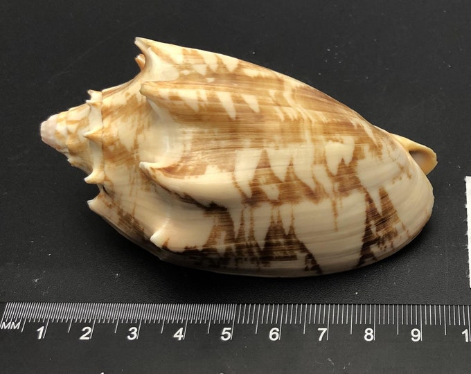 Bat Volute -voluta Vespertilio- Sea Shell Maritim Beach Cowrie #5065 ...