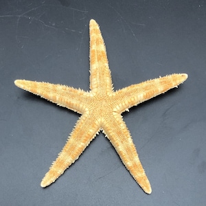 May include: A light brown starfish with five points, measuring approximately 4 inches across. The starfish is on a dark gray surface with a ruler for scale.