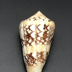 Rare Conus ammiralis Philippines Sea Maritime Beach cowry conidae Natural Shell #1080 conidae