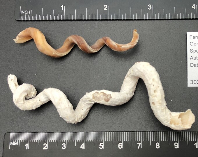 Curiousity : Twisted Worm Shell Set of 2 -tenagodus Armatus- Beach ...
