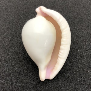 Rosa-munnande Äggäggskal Filippinerna #Ovula costellata# Maritim beach Egg Cowrie #5061