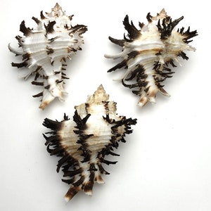 Könnte beinhalten: Drei weiße Muscheln mit braunen, stacheligen Vorsprüngen. Die Muscheln sind in einem dreieckigen Muster auf einem weißen Hintergrund angeordnet.