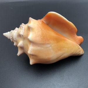 Könnte beinhalten: Eine große, orangefarbene Muschel mit einer spitzen Spitze und einer ausgestellten Öffnung. Die Muschel hat eine glatte, glänzende Oberfläche und ein zartes, filigranes Muster.