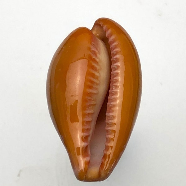 Rare Pear Cowry  #1109 Cypraea pyrum Mediterranean Sea ocean shell beach  collectors shell