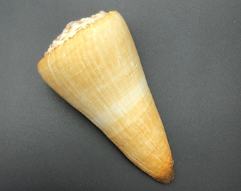 Giant Distant Cone #1140 Conus distans Sea ocean beach collectors shell