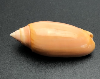 Bright Orange Olive shell - Oliva amethystina carnicolor - sea shell - Maritime - beach - Cowrie - collector shell #5E-5099