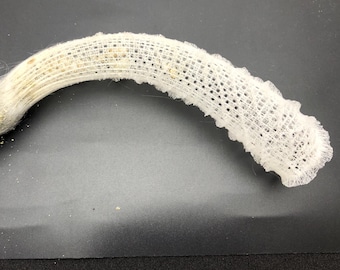 Cesto di fiori di Venere, conchiglia Euplectella aspergillum, spugna di vetro, spiaggia marittima #S009, corallo a ventaglio, regalo di nozze