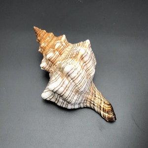 Puede incluir: Una gran concha de mar marrón y blanca con líneas intrincadas y una punta puntiaguda. La concha tiene un acabado liso y brillante.