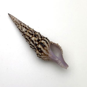 Puede incluir: Una concha de mar larga y delgada con una punta puntiaguda y una boca ancha y abierta. La concha es blanca con rayas marrones y un interior morado.