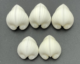 Craftshells heart clam set of 5 pieces #1092 shell beach tiger cowrie Sailors Valentine craft shells