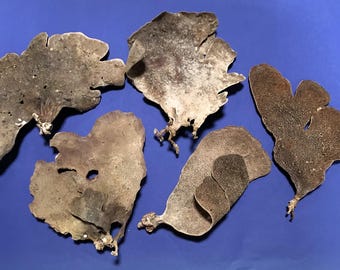 5 stuks zeesponswaaierkoraal strand bruiloft decoratie curiositeit Ianthella soort