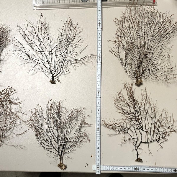 10 pieces of fan coral, Gorgonia, 20 to 30 cm high, 15 cm wide. sea fan, coral, # 8099, nautical decor, wholesale, beach, maritime #8019