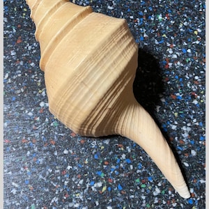 May include: A large, light beige Syrinx aruana seashell with a spiraled, elongated shape and a pointed tip. The shell features a textured, ribbed surface with horizontal ridges. The text below reads Syrinx aruana, Indonesia - 410 mm.
