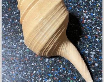 Giant Australian Trumpet Shell - Syrinx aruana - 41 cm - Indonesia - Collectors Shell - Coastal Decor