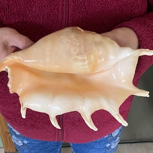 Könnte beinhalten: Eine große, hellfarbene Muschelschale mit glatter, glänzender Oberfläche. Die Schale hat eine ausgeprägte Form mit mehreren Spitzen und einer weiten Öffnung. Die Schale wird von einer Person gehalten, die eine bordeauxfarbene Jacke mit Reißverschluss und Jeans trägt.