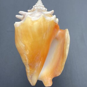 May include: A large, orange and white conch shell with a spiral apex and a wide, open aperture. The shell has a smooth, glossy surface with natural variations in colour and texture. The shell is a natural, decorative item.
