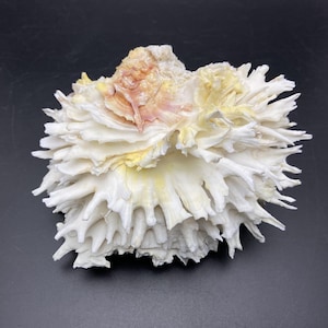 Extra Large Jewel Box 13 cm #Chama lazarus# beach maritime triton cowry collectors shell abalone #1736