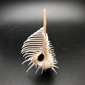 Könnte beinhalten: Eine weiße Muschel mit einer langen, dünnen Spitze und einer großen, offenen Öffnung. Die Muschel ist mit zahlreichen Stacheln und Rippen bedeckt.