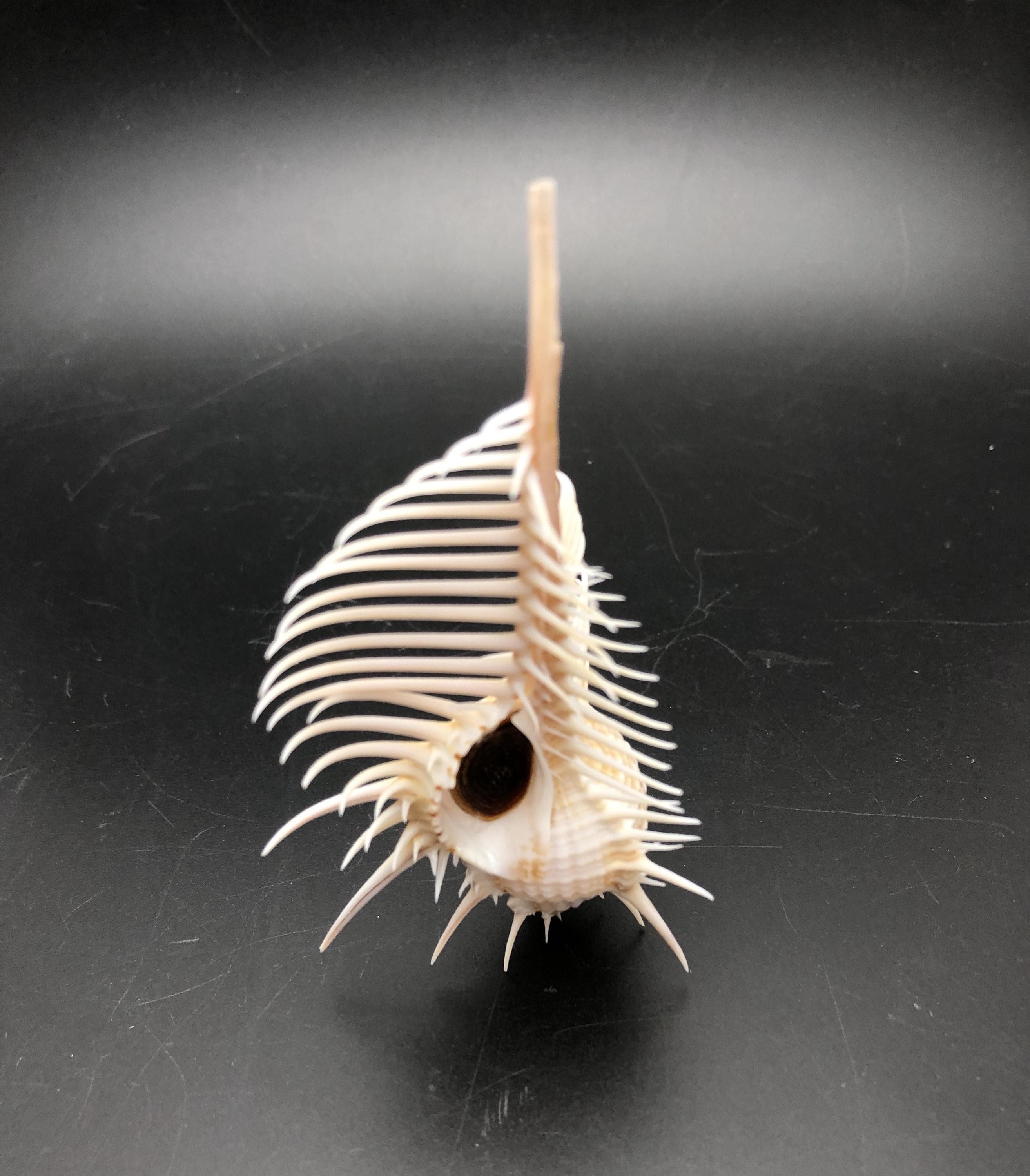 天然シェル製魚モチーフコームネックレス櫛| ヤマダウェブコム