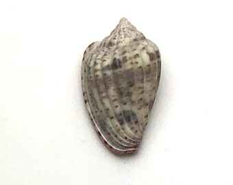 Hard to get collectors shell from Somalia : Glabella obtusa Maritim beach Triton shell #1177 shells