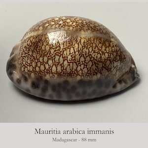 Cypraea arabica immanis -  88 mm - Madagscar - beautifully spotted margins - Arabian cowrie - sea shell  #1919-5K